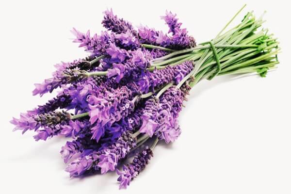 Top 10 loại “dược liệu” tự nhiên siêu tốt cho bé 16