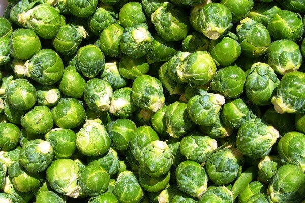  Cải brussel