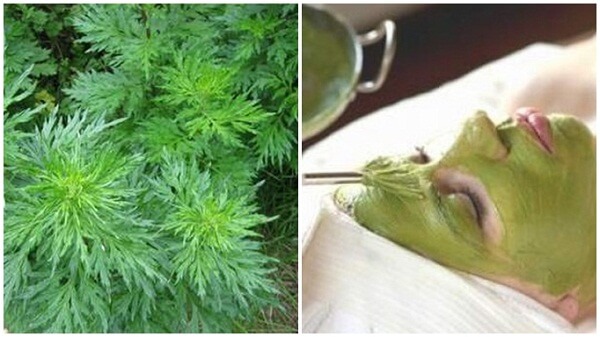 Trắng hồng toàn thân với công thức đơn giản từ lá ngải cứu 5