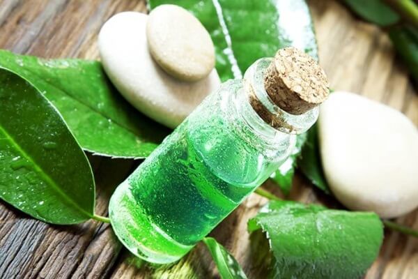 Trị gàu dứt điểm với những nguyên liệu dễ kiếm 40 Tinh dầu trà xanh
