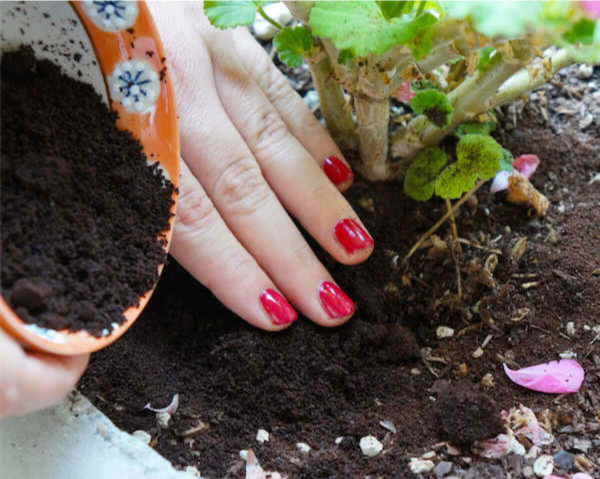 Trồng rau tươi tốt tại nhà bởi những thứ… bỏ đi 11