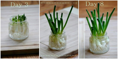 Tự sản xuất hành, tỏi tại nhà dùng dần cả năm 33