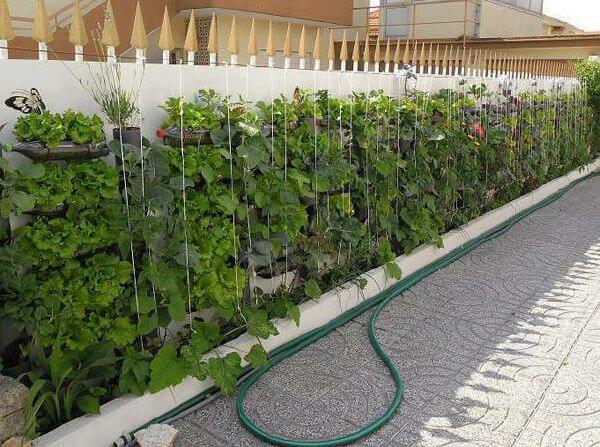 Tự trồng rau sạch tại nhà ư, dễ chưa từng thấy! 26