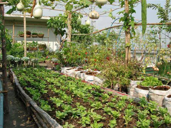 Tự trồng rau sạch tại nhà ư, dễ chưa từng thấy! 45