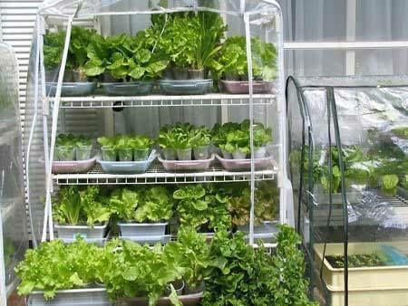 Tự trồng rau sạch tại nhà ư, dễ chưa từng thấy! 29