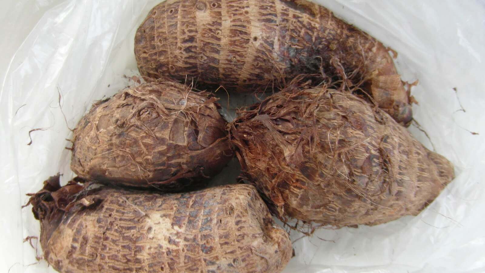 Tuyệt vời khả năng phòng ngừa ung thư của khoai môn 36 Khoai môn