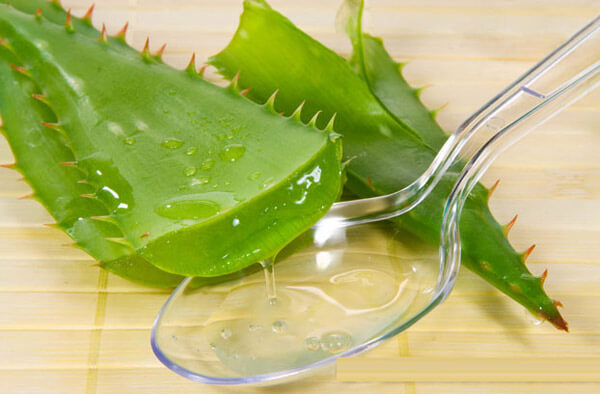 Vì sao mẹ bầu không được dùng nha đam? 34 vi-sao-me-bau-khong-duoc-dung-nha-dam