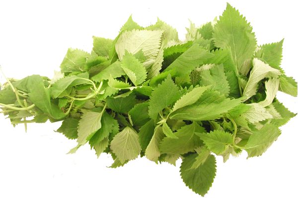 Vô vàn công dụng chữa bệnh từ cây kinh giới 37 com-da