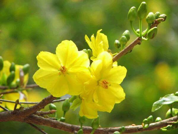 y-nghia-10-loai-hoa-thuong-chung-trong-dip-tet
