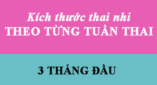 Qu&aacute; tr&igrave;nh ph&aacute;t triển thai nhi 