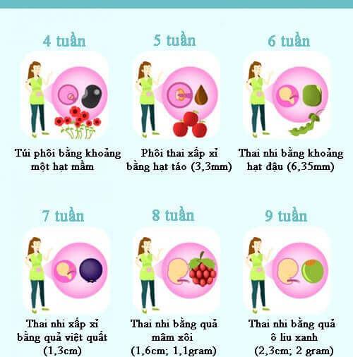 Qu&aacute; tr&igrave;nh ph&aacute;t triển thai nhi 