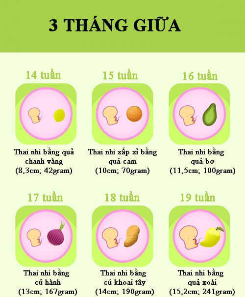 Qu&aacute; tr&igrave;nh ph&aacute;t triển thai nhi 
