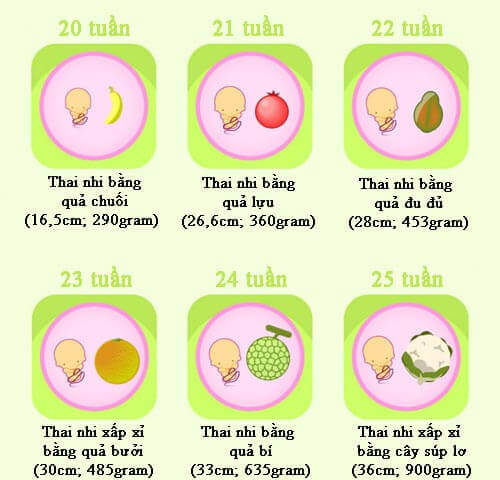 Qu&aacute; tr&igrave;nh ph&aacute;t triển thai nhi 
