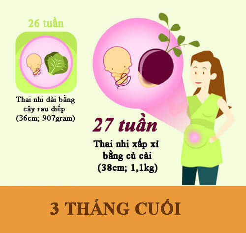Qu&aacute; tr&igrave;nh ph&aacute;t triển thai nhi 