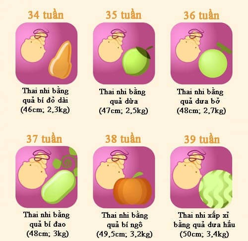 Qu&aacute; tr&igrave;nh ph&aacute;t triển thai nhi 