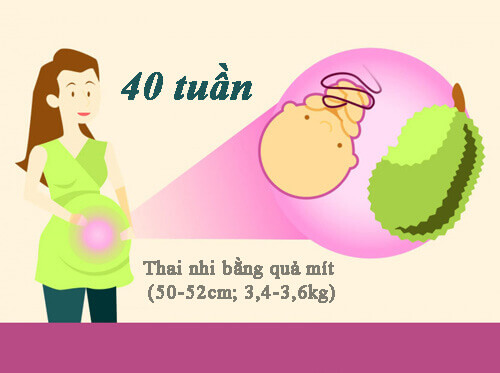 Qu&aacute; tr&igrave;nh ph&aacute;t triển thai nhi 