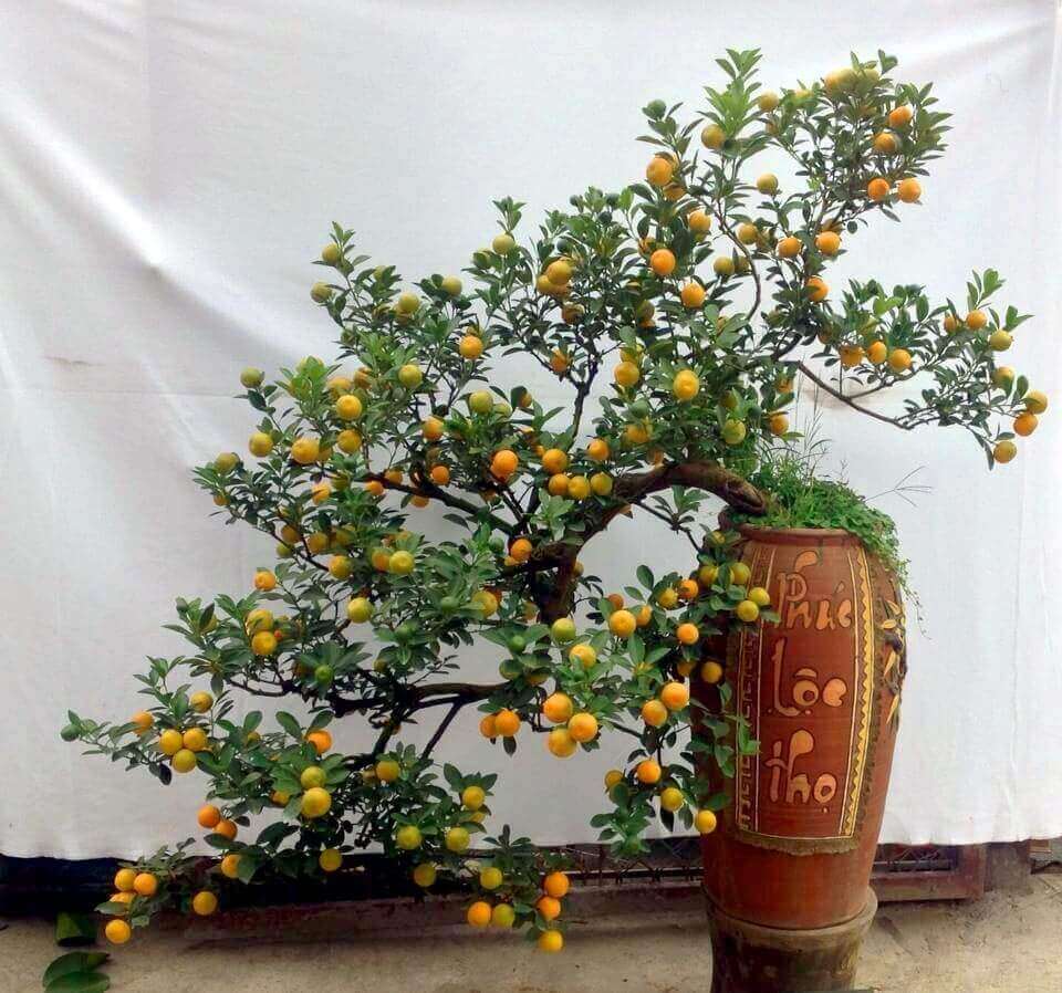 Cây trồng trước nhà theo phong thủy vừa đẹp nhà, vừa tụ tài 33 Cây trồng trước nhà theo phong thủy