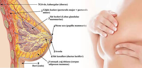 Những bài thuốc chữa viêm tuyến sữa thường gặp 6