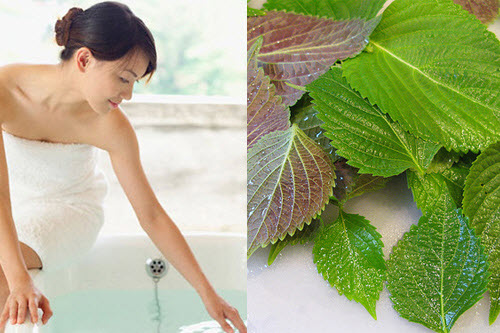 Tất tần tật cách làm đẹp bằng lá tía tô đơn giản tại nhà 34 Tất tần tật cách làm đẹp bằng lá tía tô đơn giản tại nhà 6