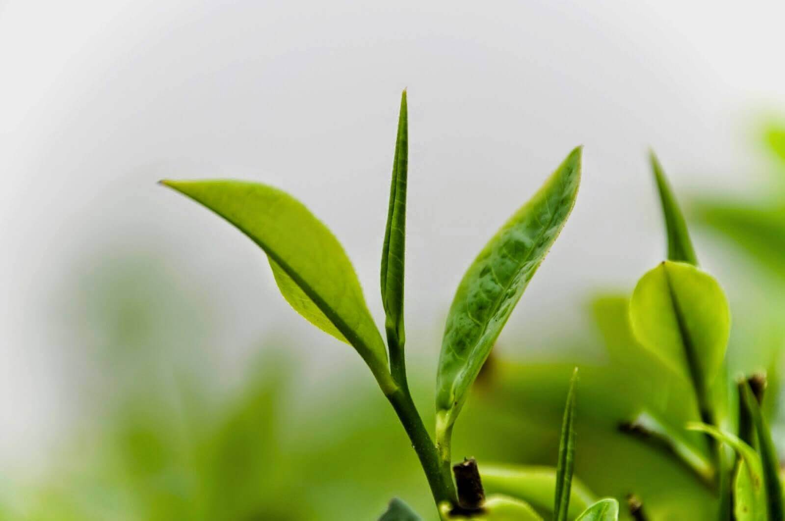 Trả lời câu hỏi bị viêm da cơ địa tắm lá gì? 35 Trả lời câu hỏi bị viêm da cơ địa tắm lá gì? 7