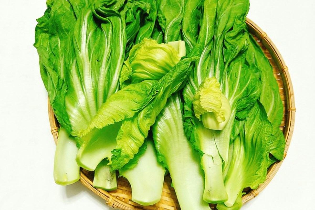 Cách muối dưa cải, bí quyết chống ngán mùa Tết siêu công hiệu 35 cách làm dưa cải