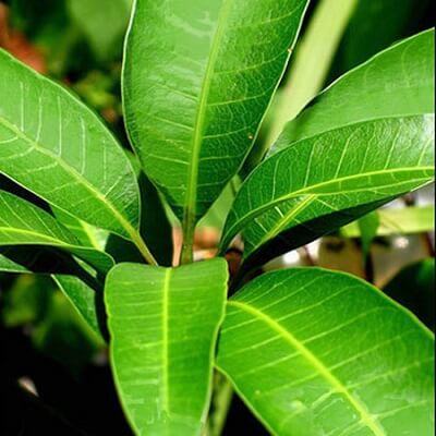 Bất ngờ với những công dụng chữa bệnh từ lá xoài 3