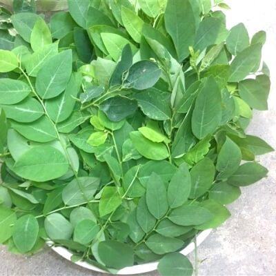 Top 5 các loại rau cực tốt mẹ cần cho trẻ ăn ngay 5