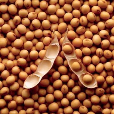 Chống lão hóa bằng các loại đậu 3