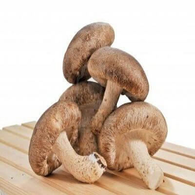 Bật mí những công dụng ít biết của nấm hương với sức khỏe 6