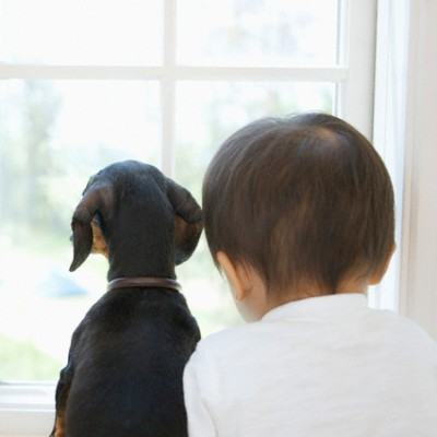 Cách chọn thú cưng an toàn đối với trẻ 3
