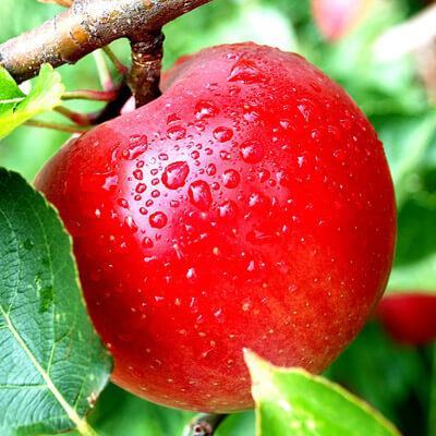 Kiểm tra trái cây Trung Quốc gây viêm gan A 3