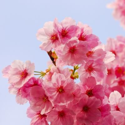 Ý nghĩa 10 loại hoa thường chưng trong dịp Tết 3