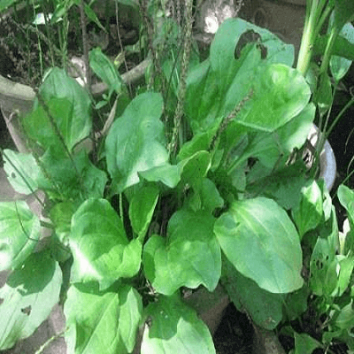 Chữa sốt xuất huyết bằng các bài thuốc dân gian 3