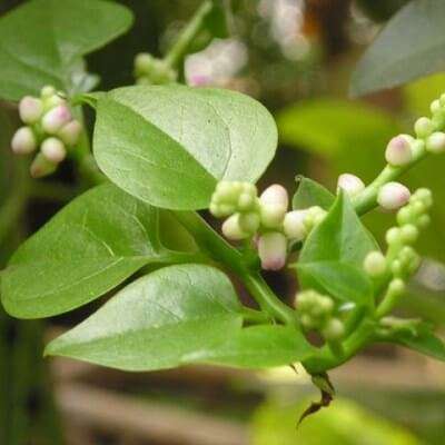 Tác dụng tuyệt vời của rau mùng tơi 3