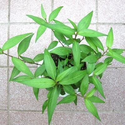 Bầu có nên ăn rau răm? 3