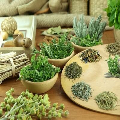 Chữa dứt điểm vảy nến bằng lá trầu và bèo hoa dâu 7