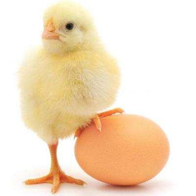 Các trường hợp ăn trứng gây ngộ độc 5