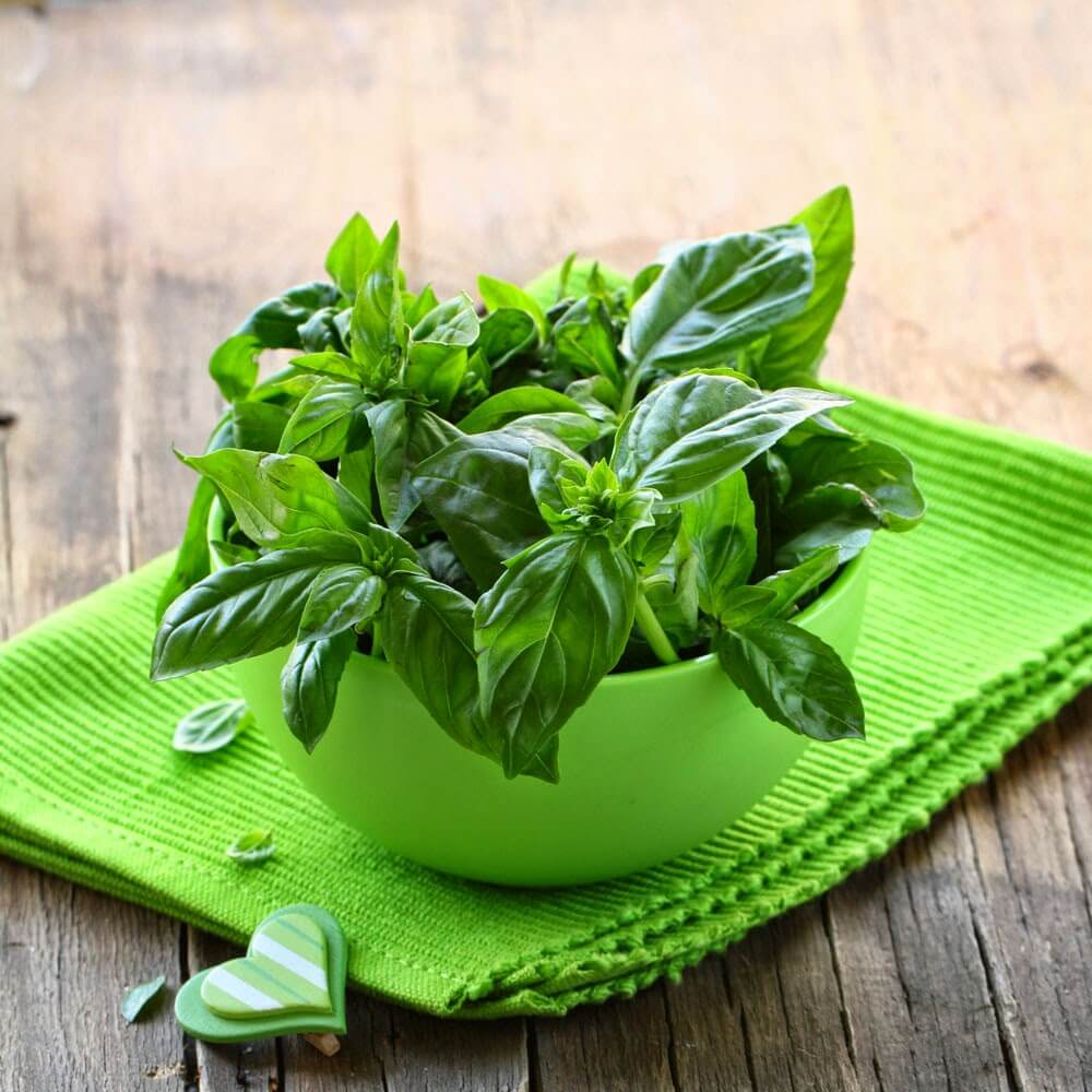 chăm sóc cây cảnh 2