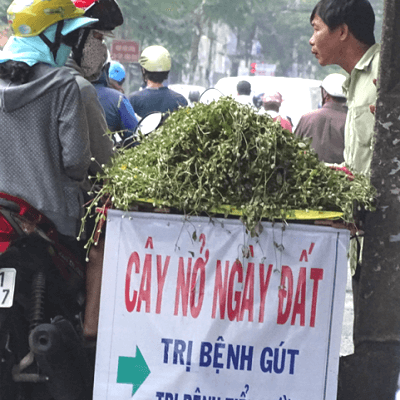 Sự thật về tác dụng của cây nở ngày đất 3
