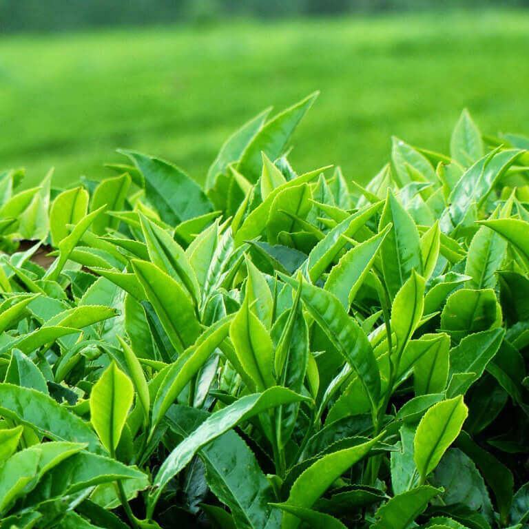 Công dụng của trà xanh đối với làm đẹp 33 Công dụng của trà xanh đối với làm đẹp