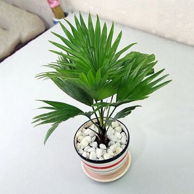 10 loại cây giúp hấp thu bức xạ, sóng điện thoại và khói thuốc lá nên trồng trong nhà 3