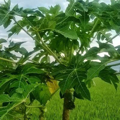 Những lợi ích bất ngờ từ lá đu đủ 5