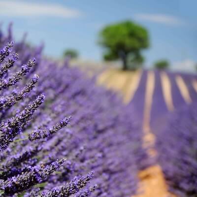 20/10: Gửi người tôi yêu từ Provence! 3