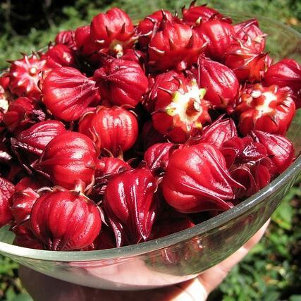 Bất ngờ công dụng của hoa atiso đỏ đối với sức khỏe 3