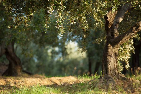 Bí quyết làm đẹp thiên nhiên từ Provence 34 Bí quyết làm đẹp thiên nhiên từ Provence 6
