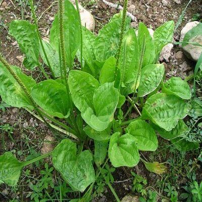 Mã đề - cây thuốc quý trong vườn nhà bạn nên có 3