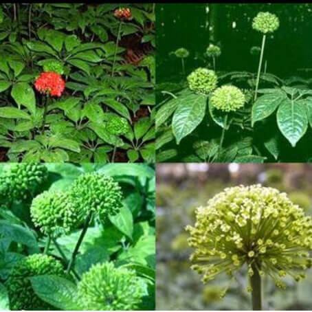 Nhiều công dụng chữa bệnh vặt từ cây tam thất không phải ai cũng biết 3