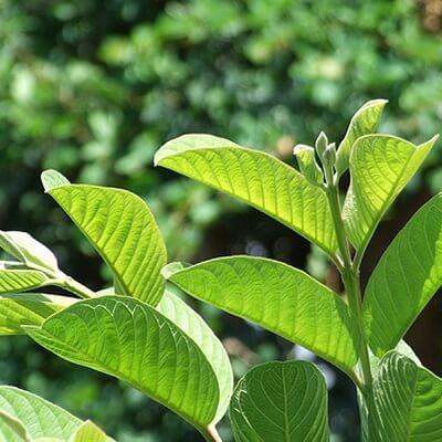 Lá ổi được xem như phương thuốc dân gian trị bệnh hiệu quả 3