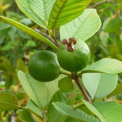 Lá ổi và 5 cách chữa sâu răng hiệu quả ít người biết 4