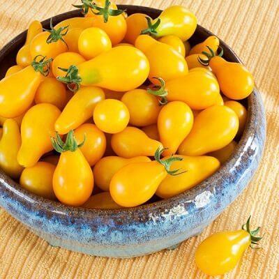 Loại cà chua đặc biệt được chăm bón từ trứng gà và sữa 6